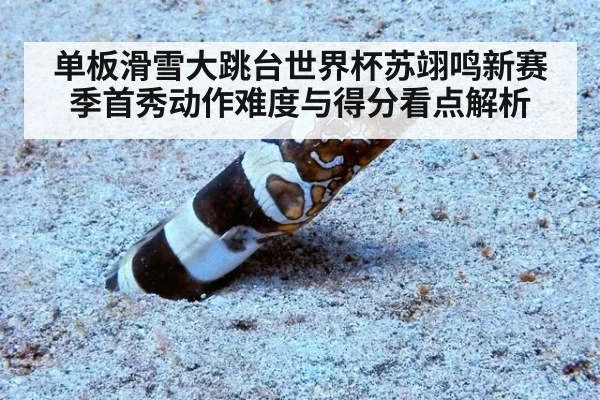 单板滑雪大跳台世界杯苏翊鸣新赛季首秀动作难度与得分看点解析